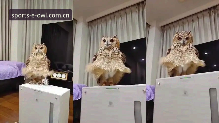 猫头鹰体育平台深度评测：焕新上线APP下载体验报告